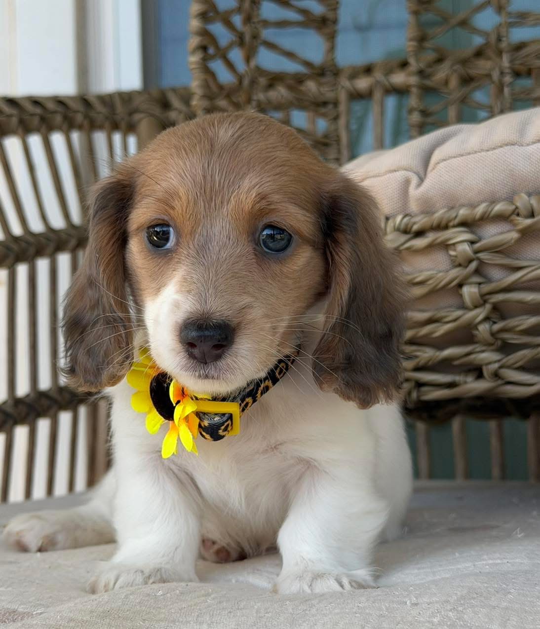 leo🌼